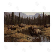 Paco Young | Wild Bison Grazing at Stream