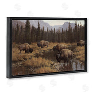 Paco Young | Wild Bison Grazing at Stream