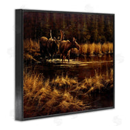 Paco Young | Moose Pair at Stream