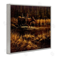 Paco Young | Moose Pair at Stream