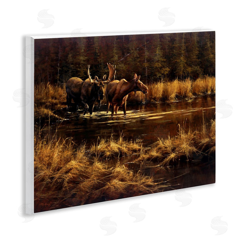 Paco Young | Moose Pair at Stream