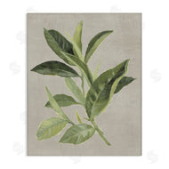 Lanie Loreth | Green Tea Plant Leaf
