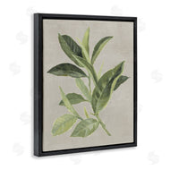 Lanie Loreth | Green Tea Plant Leaf