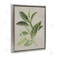 Lanie Loreth | Green Tea Plant Leaf