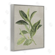 Lanie Loreth | Green Tea Plant Leaf