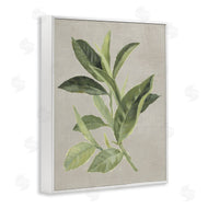 Lanie Loreth | Green Tea Plant Leaf