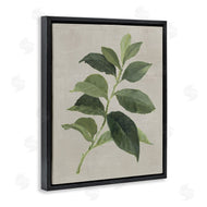 Lanie Loreth | Arabica Coffee Plant Leaf