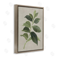 Lanie Loreth | Arabica Coffee Plant Leaf