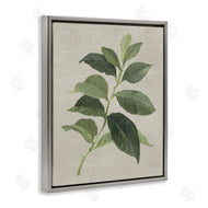Lanie Loreth | Arabica Coffee Plant Leaf