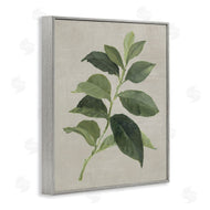 Lanie Loreth | Arabica Coffee Plant Leaf