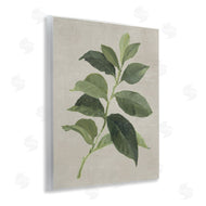 Lanie Loreth | Arabica Coffee Plant Leaf