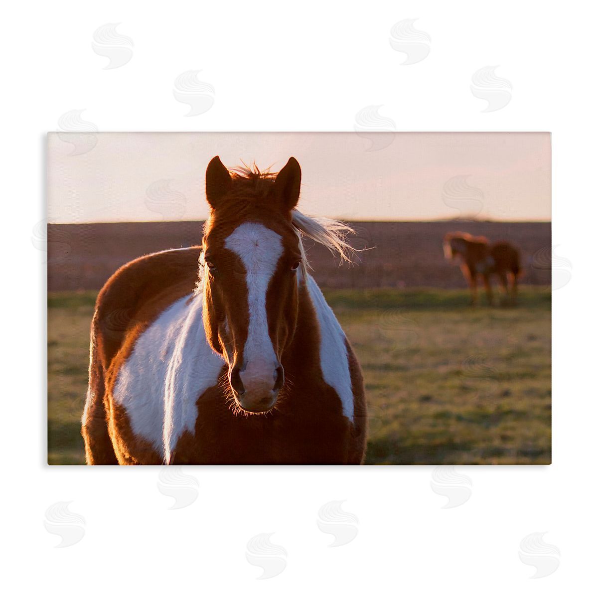 Steve Toole | Spotted Horse in Rural Countryside