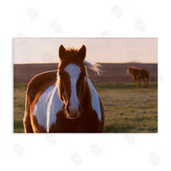 Steve Toole | Spotted Horse in Rural Countryside