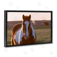 Steve Toole | Spotted Horse in Rural Countryside