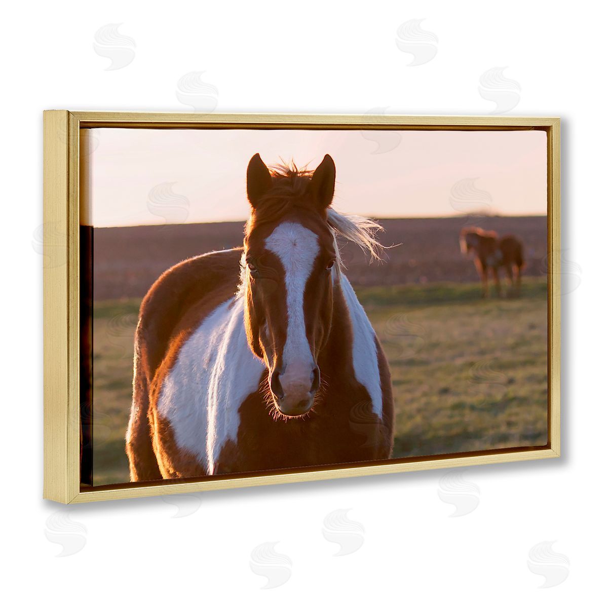 Steve Toole | Spotted Horse in Rural Countryside