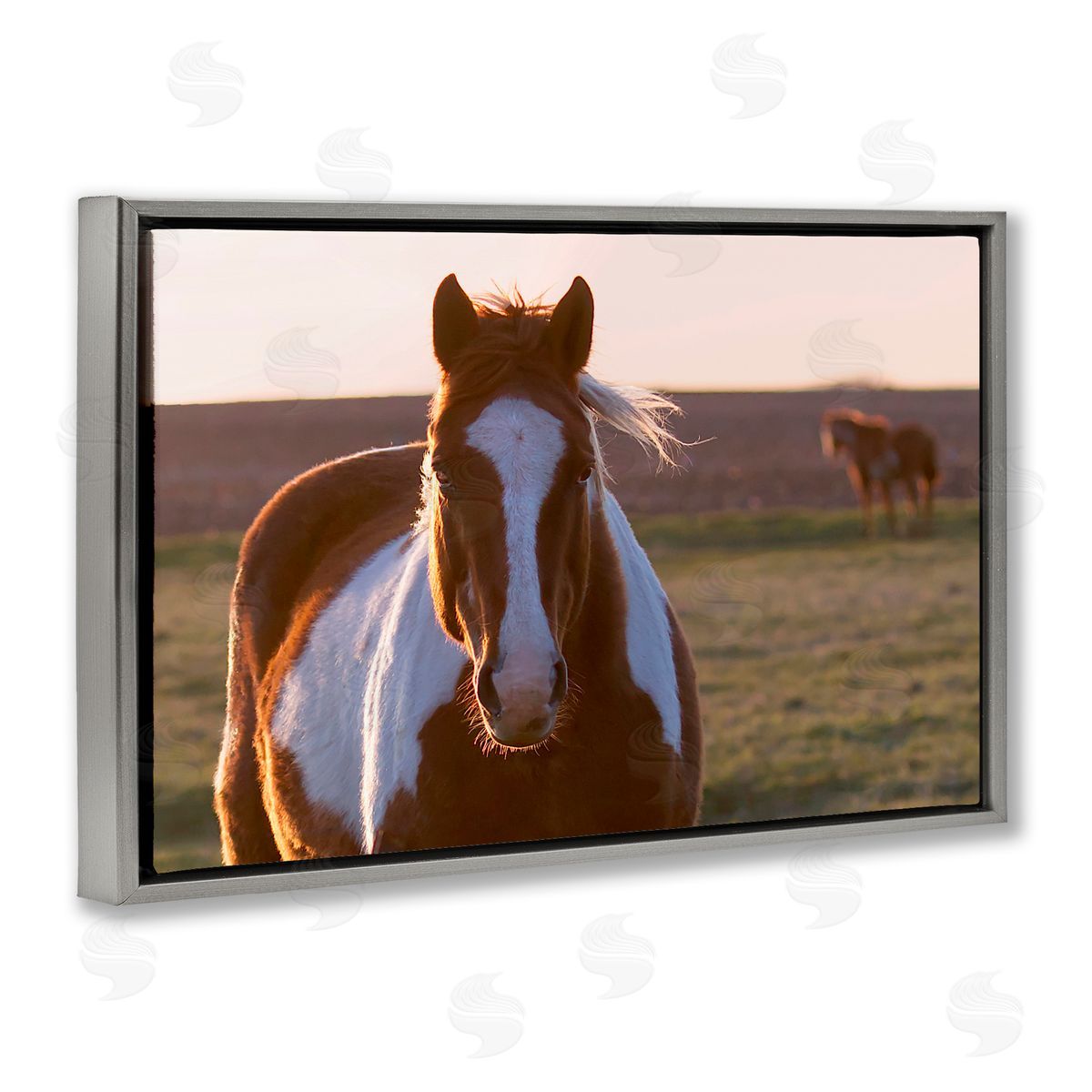 Steve Toole | Spotted Horse in Rural Countryside