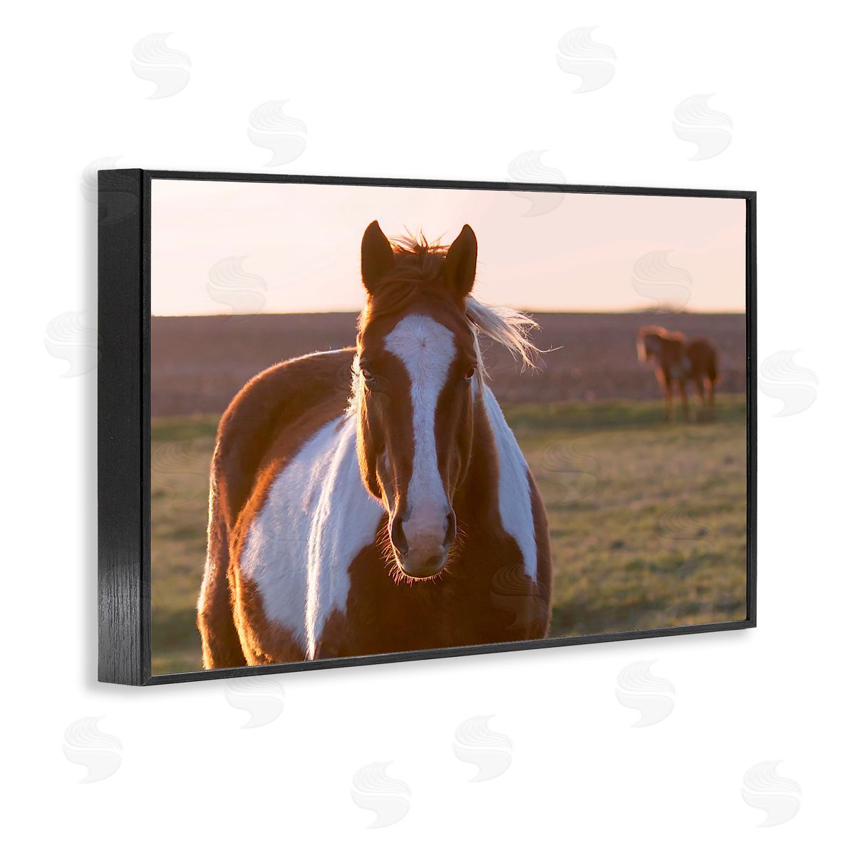 Steve Toole | Spotted Horse in Rural Countryside