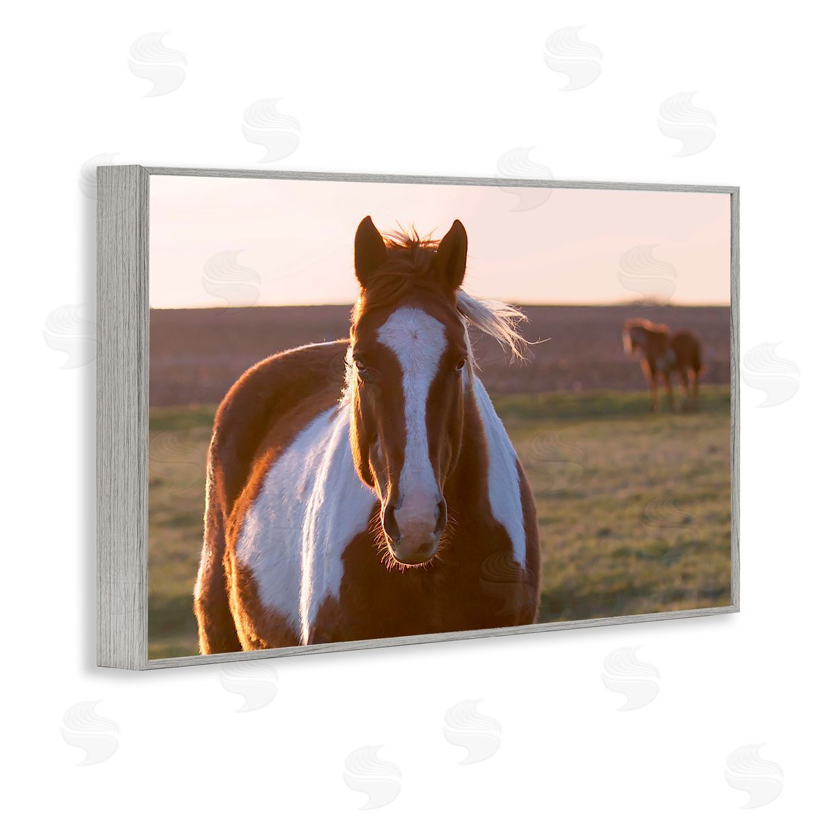 Steve Toole | Spotted Horse in Rural Countryside