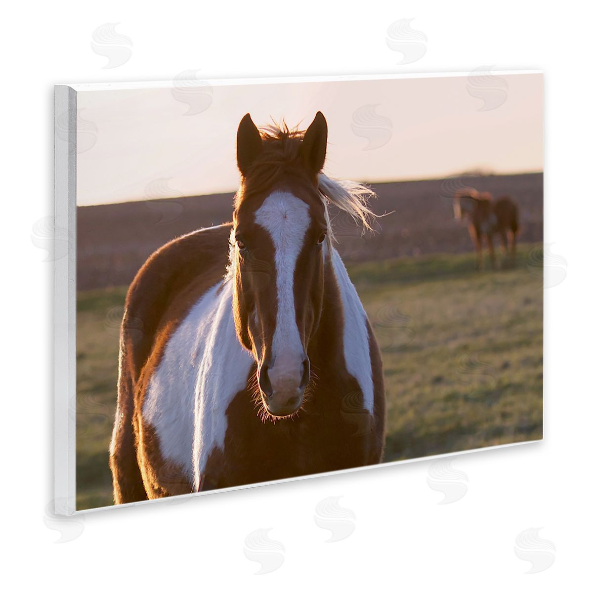 Steve Toole | Spotted Horse in Rural Countryside
