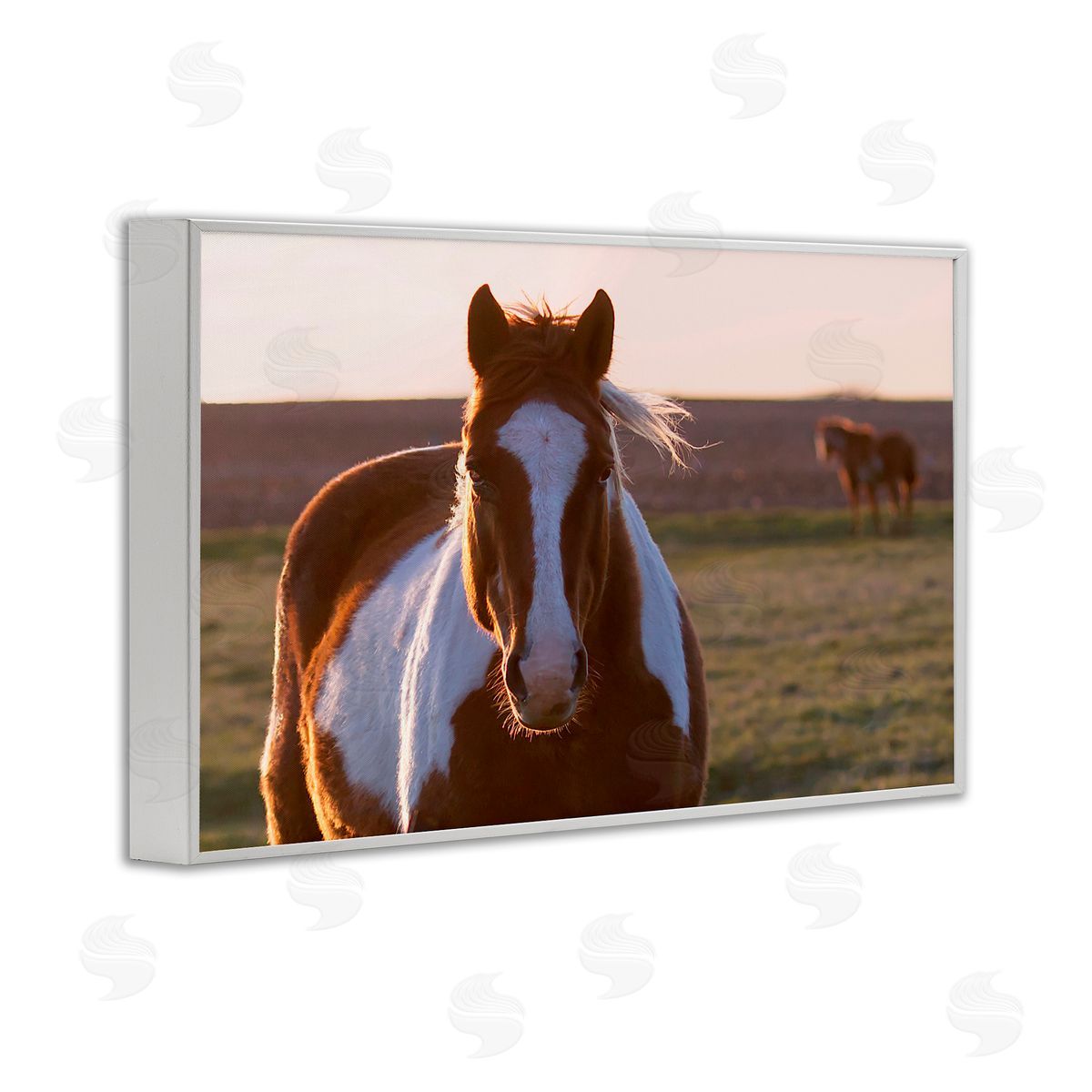 Steve Toole | Spotted Horse in Rural Countryside