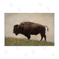 Steve Toole | Serene Buffalo on Country Hill