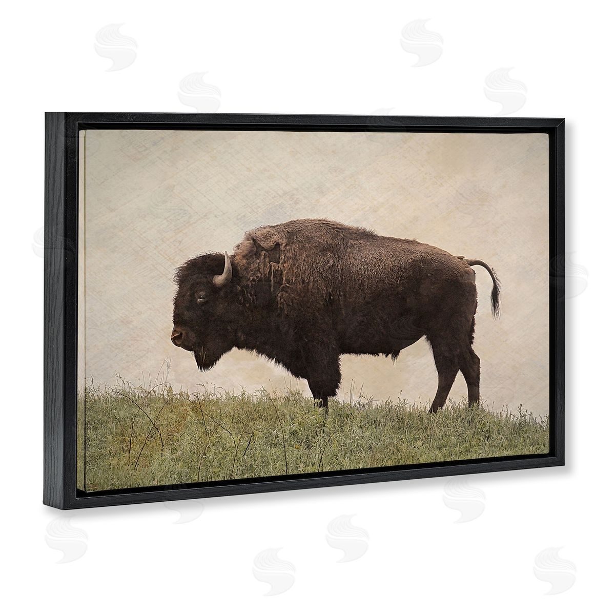 Serene Buffalo on Country Hill Black Floating Frame Canvas Wall Art, Home Decor by Steve Toole