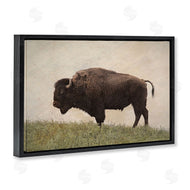 Steve Toole | Serene Buffalo on Country Hill