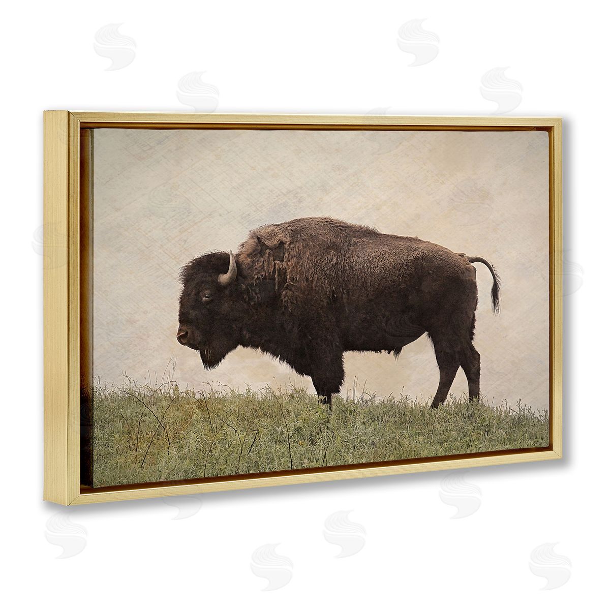 Serene Buffalo on Country Hill Gold Floating Frame Canvas Wall Art, Home Decor by Steve Toole