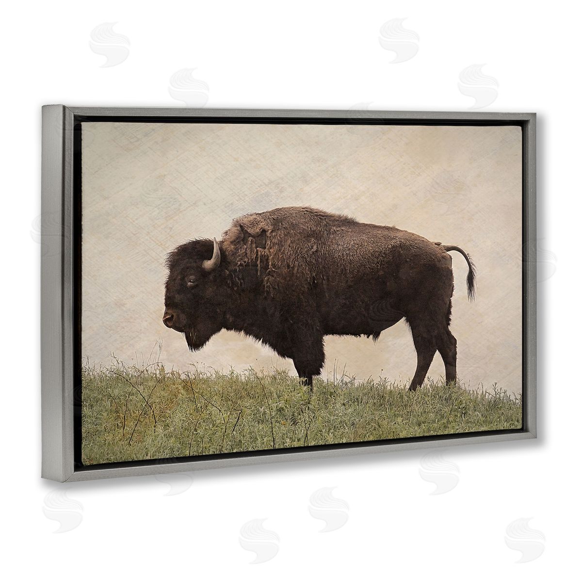 Serene Buffalo on Country Hill Grey Floating Frame Canvas Wall Art, Home Decor by Steve Toole