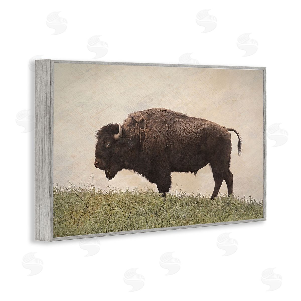 Serene Buffalo on Country Hill Grey Frame Print Wall Art, Home Decor by Steve Toole