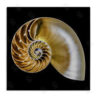 Mary Lou Johnson | Tan Nautilus Shell on Black