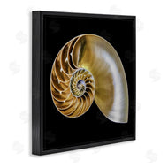 Mary Lou Johnson | Tan Nautilus Shell on Black