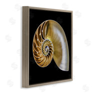 Mary Lou Johnson | Tan Nautilus Shell on Black