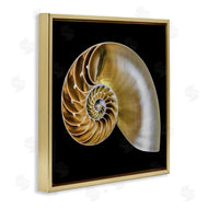 Mary Lou Johnson | Tan Nautilus Shell on Black