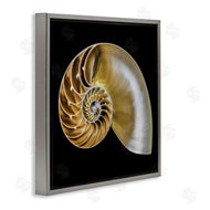 Mary Lou Johnson | Tan Nautilus Shell on Black