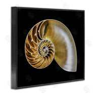 Mary Lou Johnson | Tan Nautilus Shell on Black