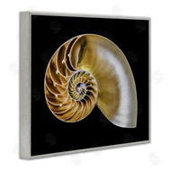 Mary Lou Johnson | Tan Nautilus Shell on Black