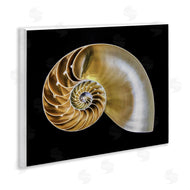 Mary Lou Johnson | Tan Nautilus Shell on Black