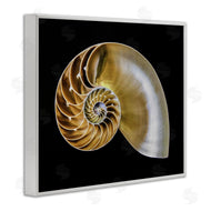 Mary Lou Johnson | Tan Nautilus Shell on Black