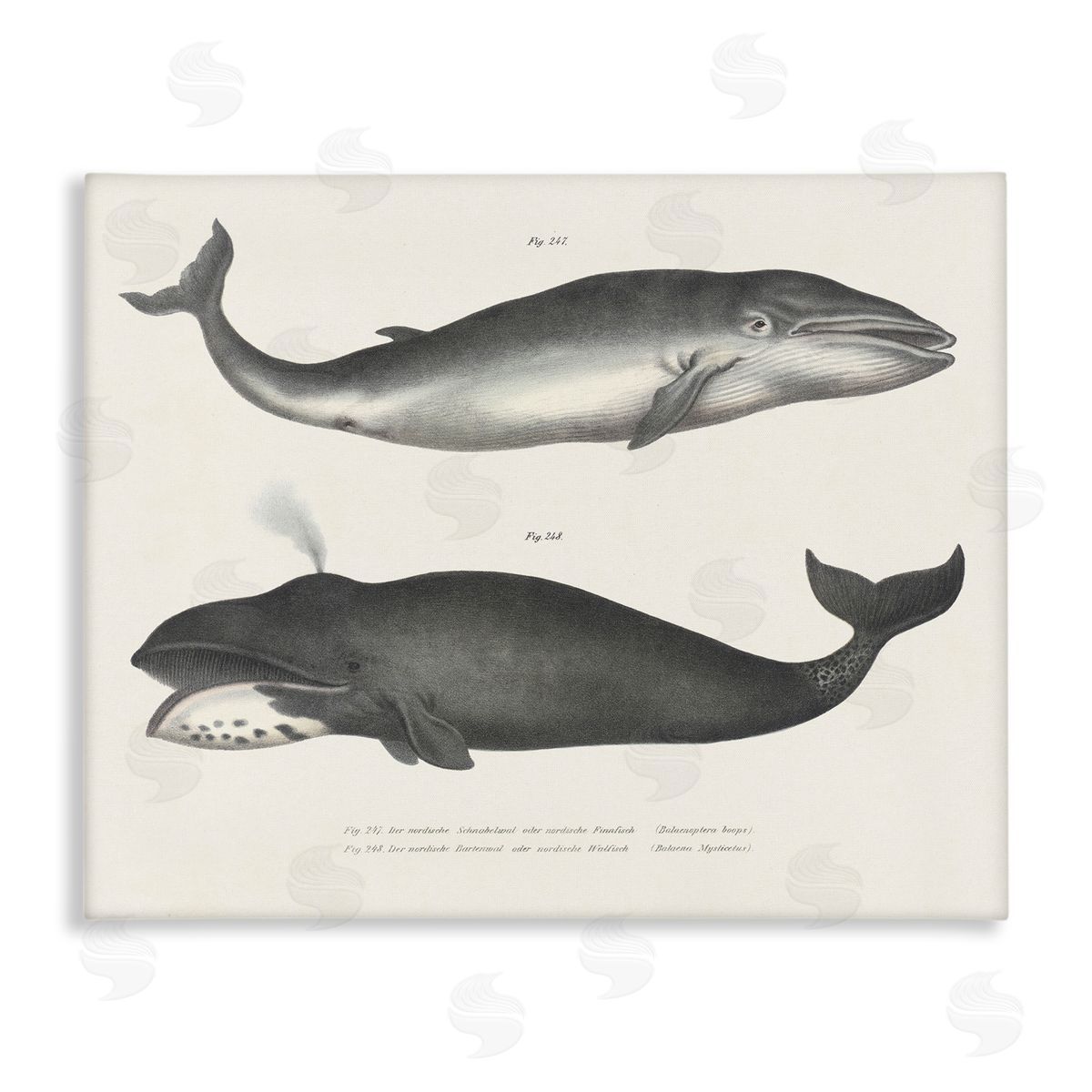 Vintage Whale Study Diagrams Canvas Wall Art, Home Decor by Phillipa Katz
