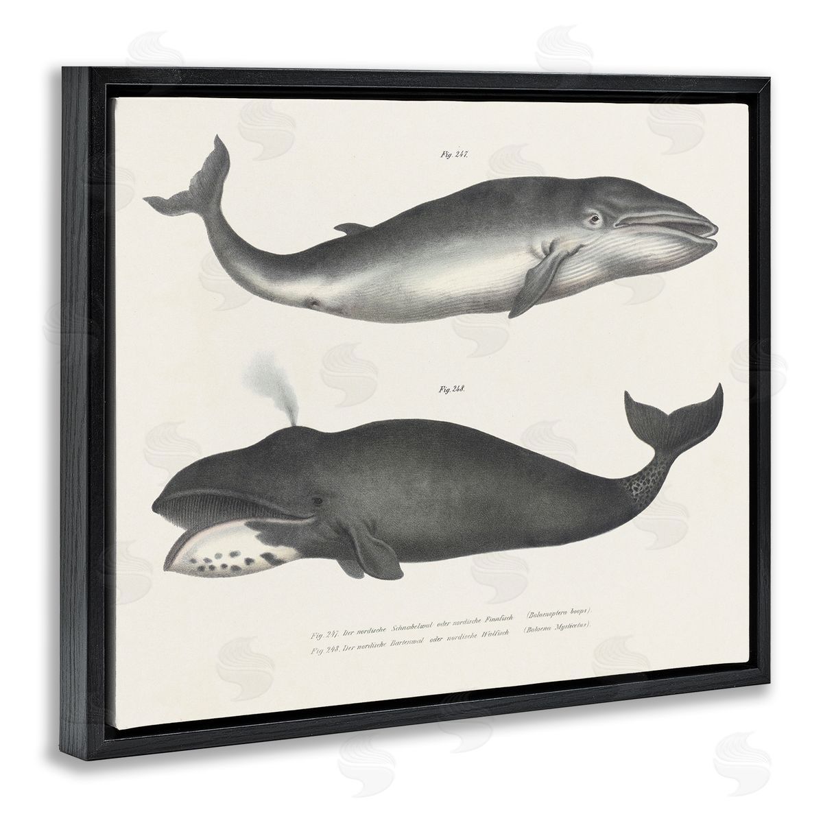 Vintage Whale Study Diagrams Black Floating Frame Canvas Wall Art, Home Decor by Phillipa Katz