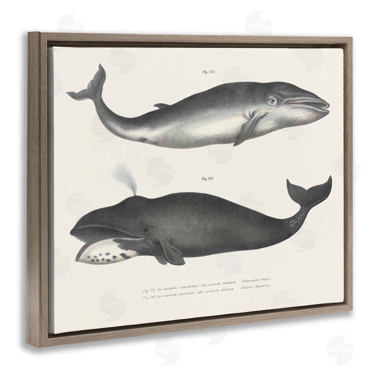 Vintage Whale Study Diagrams Brown Floating Frame Canvas Wall Art, Home Decor by Phillipa Katz