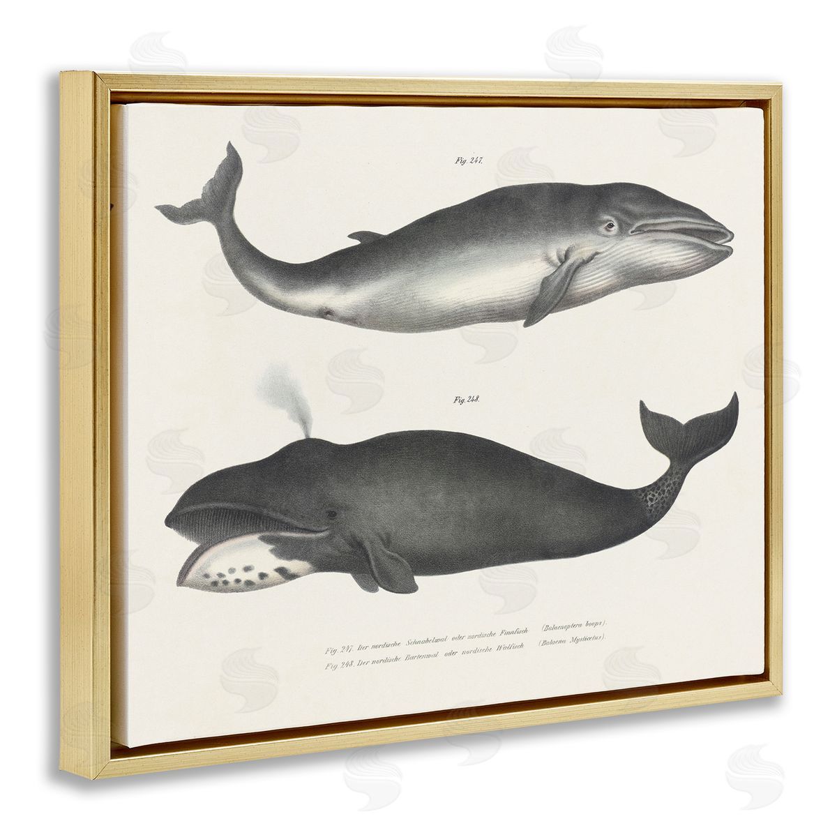 Vintage Whale Study Diagrams Gold Floating Frame Canvas Wall Art, Home Decor by Phillipa Katz