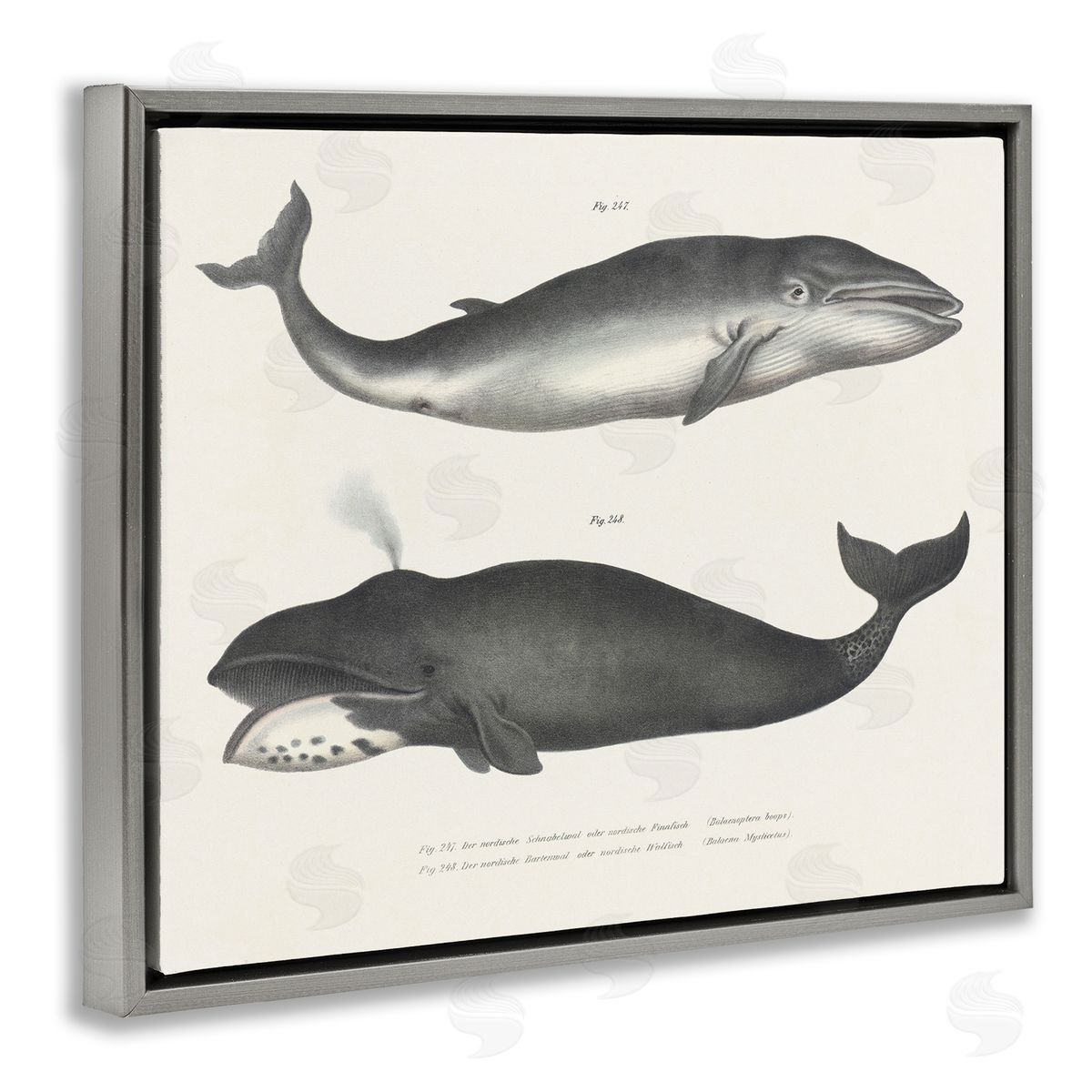 Vintage Whale Study Diagrams Grey Floating Frame Canvas Wall Art, Home Decor by Phillipa Katz