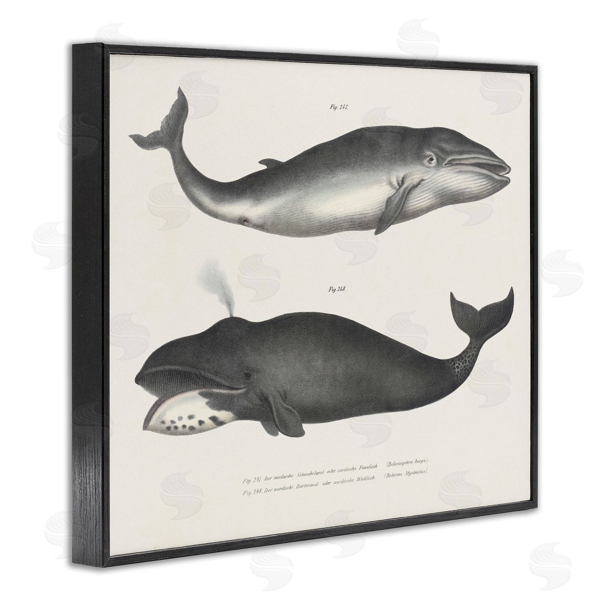 Vintage Whale Study Diagrams Black Frame Print Wall Art, Home Decor by Phillipa Katz