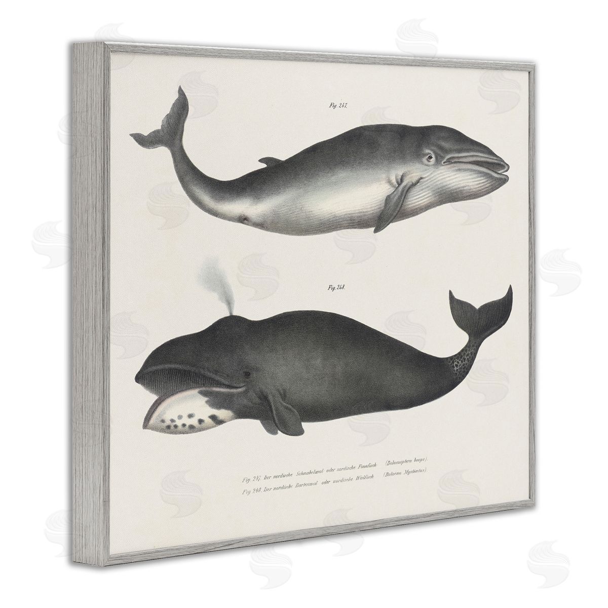 Vintage Whale Study Diagrams Grey Frame Print Wall Art, Home Decor by Phillipa Katz