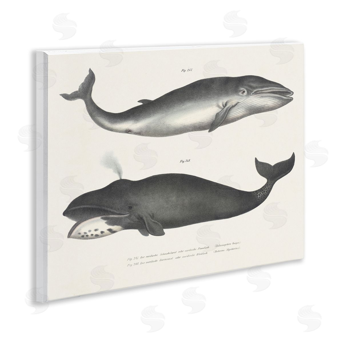 Vintage Whale Study Diagrams Wood Plaque Wall Art, Home Decor by Phillipa Katz