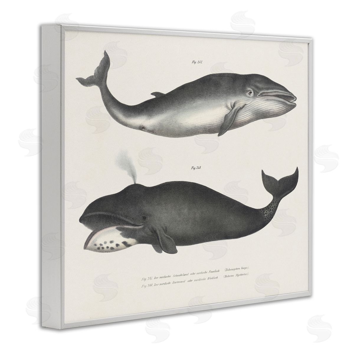 Vintage Whale Study Diagrams White Frame Print Wall Art, Home Decor by Phillipa Katz