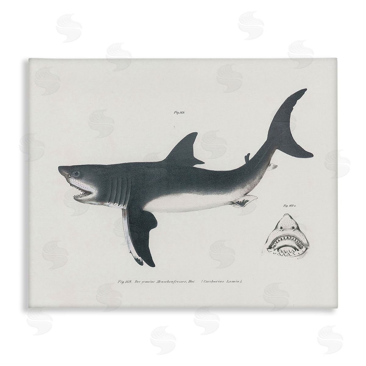 Detailed Shark Diagram Canvas Wall Art, Home Decor by Phillipa Katz