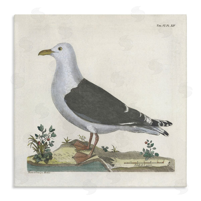 Phillipa Katz | Vintage Seagull Study Diagram